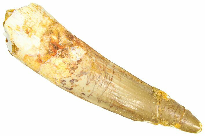 Fossil Spinosaurus Tooth - Real Dinosaur Tooth #366490